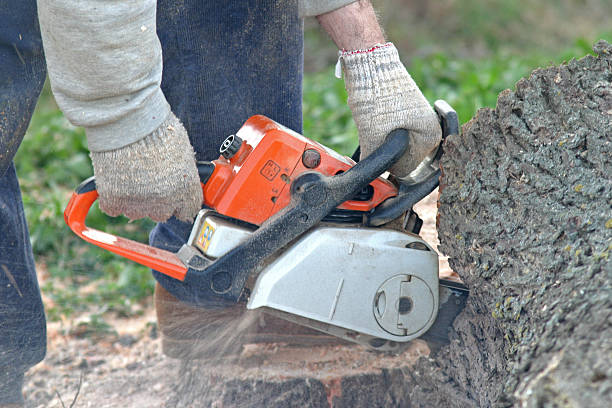 Best Fruit Tree Pruning  in Mountain Green, UT