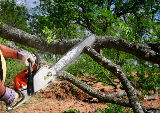 Best Hazardous Tree Removal  in Mountain Green, UT